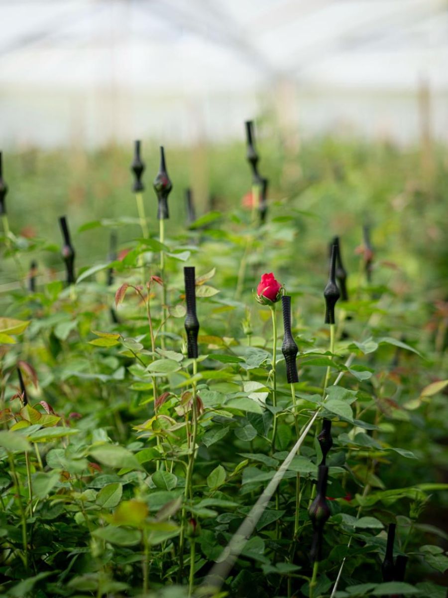 Garden rose harvest at Alexandra Farms Colombia Garden rose harvest at Alexandra Farms Colombia