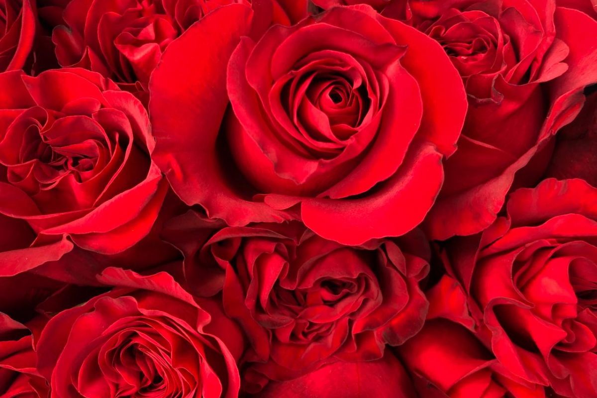 Hot red garden roses by Alexandra Farms Hot red garden roses by Alexandra Farms