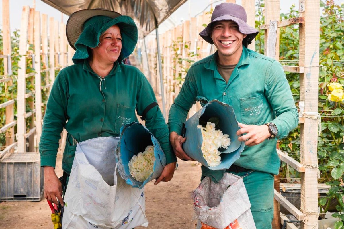 Workers at Alexandra Farms Workers at Alexandra Farms