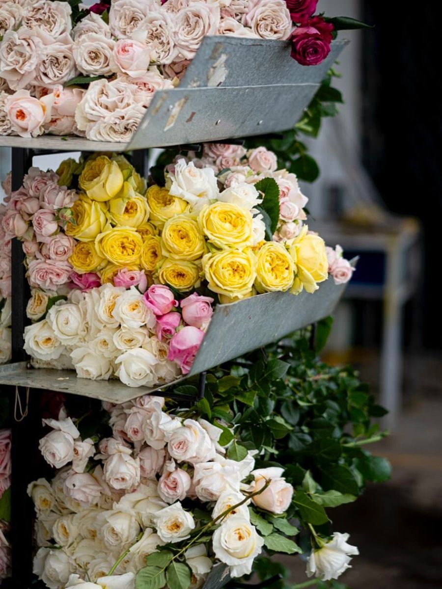 Colorful garden roses by Alexandra Farms