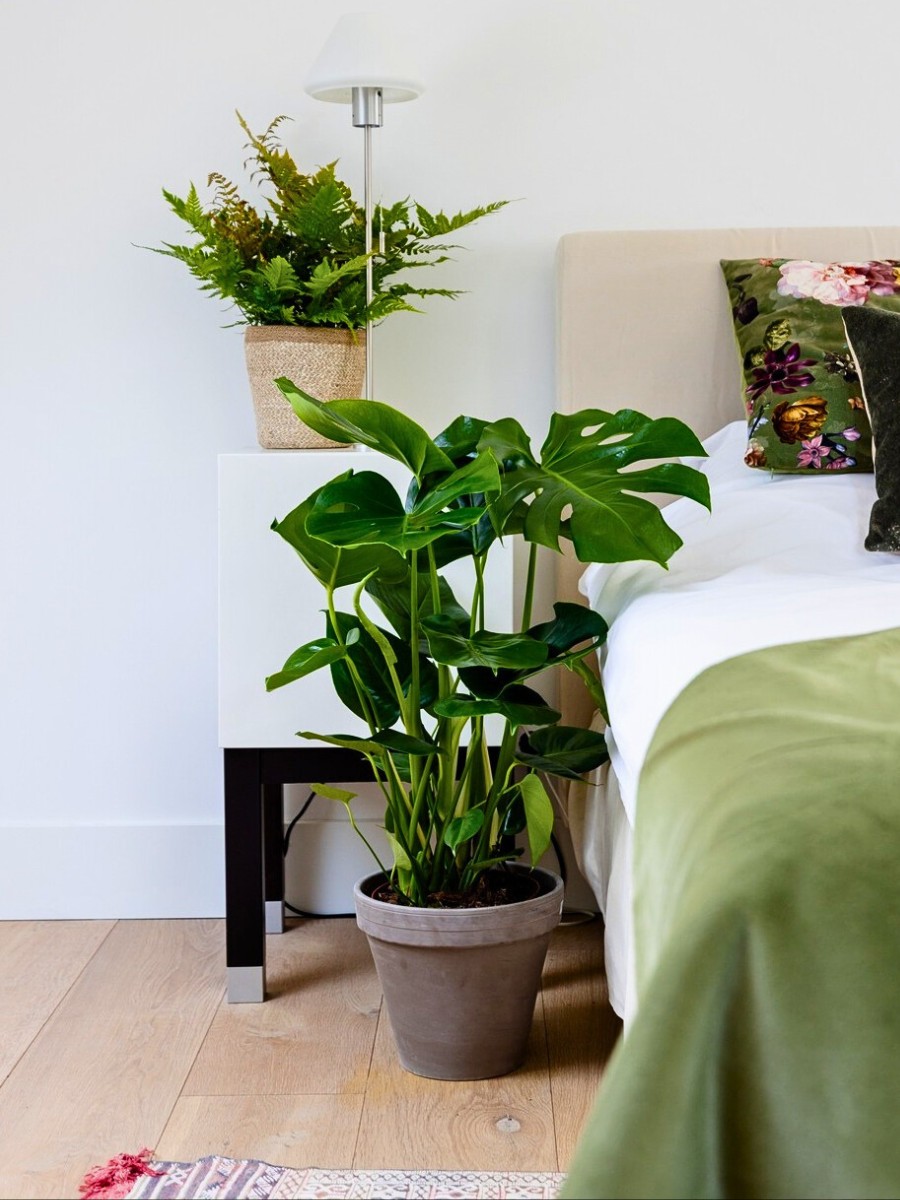 Cleaner Indoor Air Is One of the Most Surprising Benefits of Houseplants