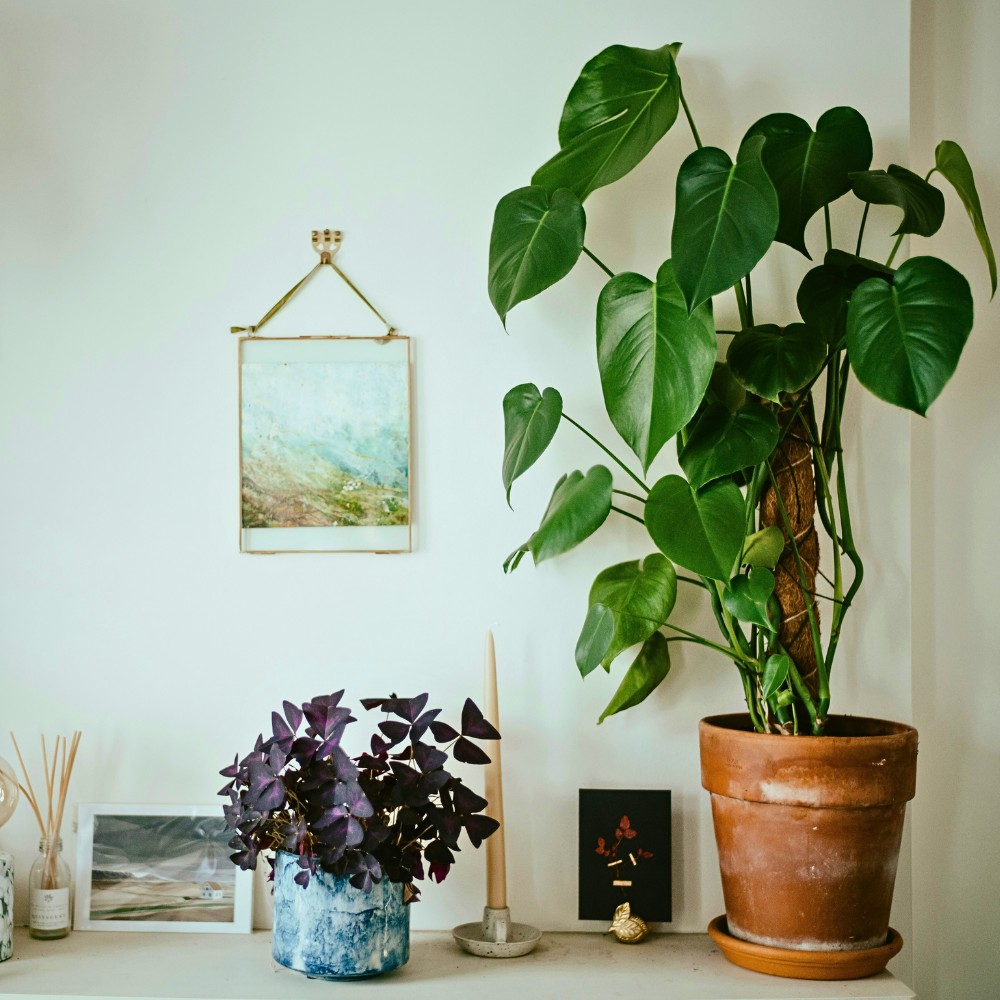 What are the benefits of houseplants, really?