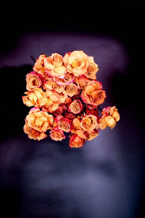 Let's Blow up the Volume With New Rose Pimms From Decofresh - A Rose Is a Rose Is a Rose - Article on Thursd (18)