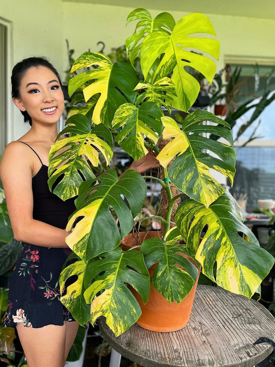 the health benefits of houseplants are real and well worth a second look.