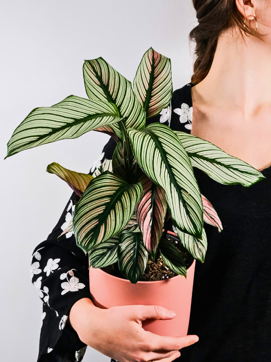 Are there any downsides to having houseplants at home? For most people, the benefits of having a houseplant far outweigh any drawbacks. - Inset: calathea plant 