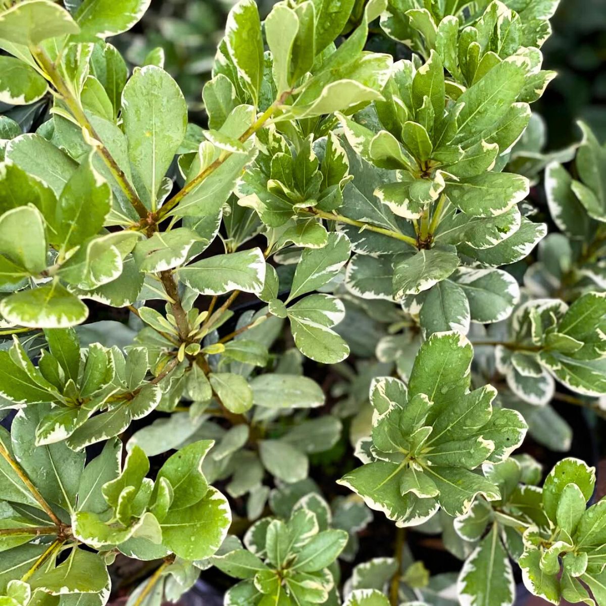 The look of Variegated Pittosporum