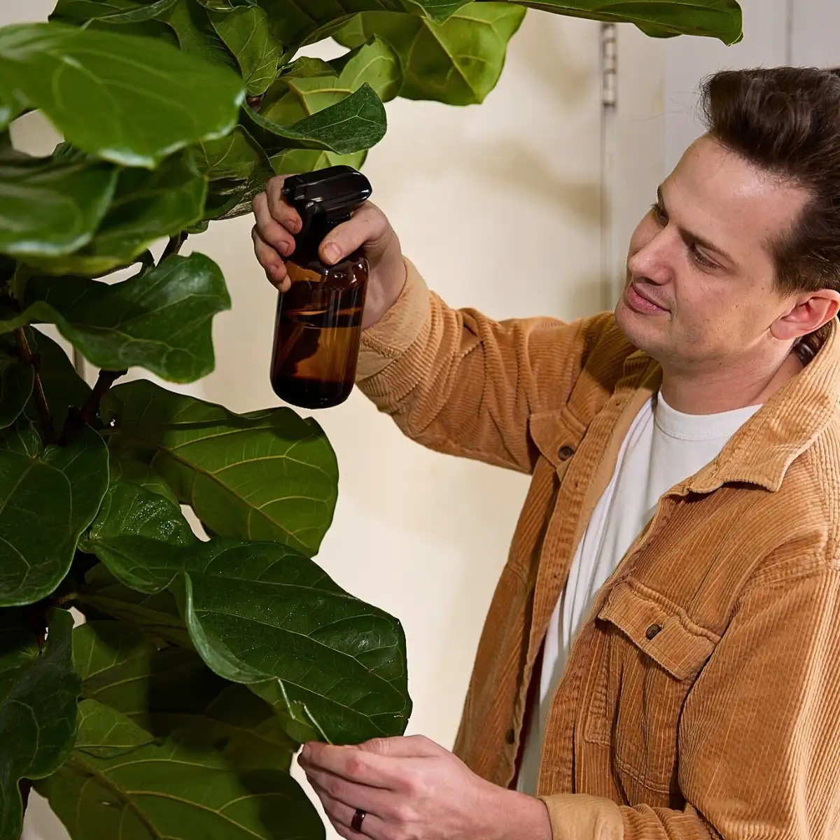Benefits of Houseplants: What Are the Benefits of Having a Houseplant in Your Home?