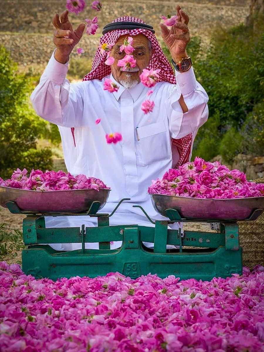 Rosa damascena trigintipetala, a type of Damask rose, locally known as Ward Taifi 