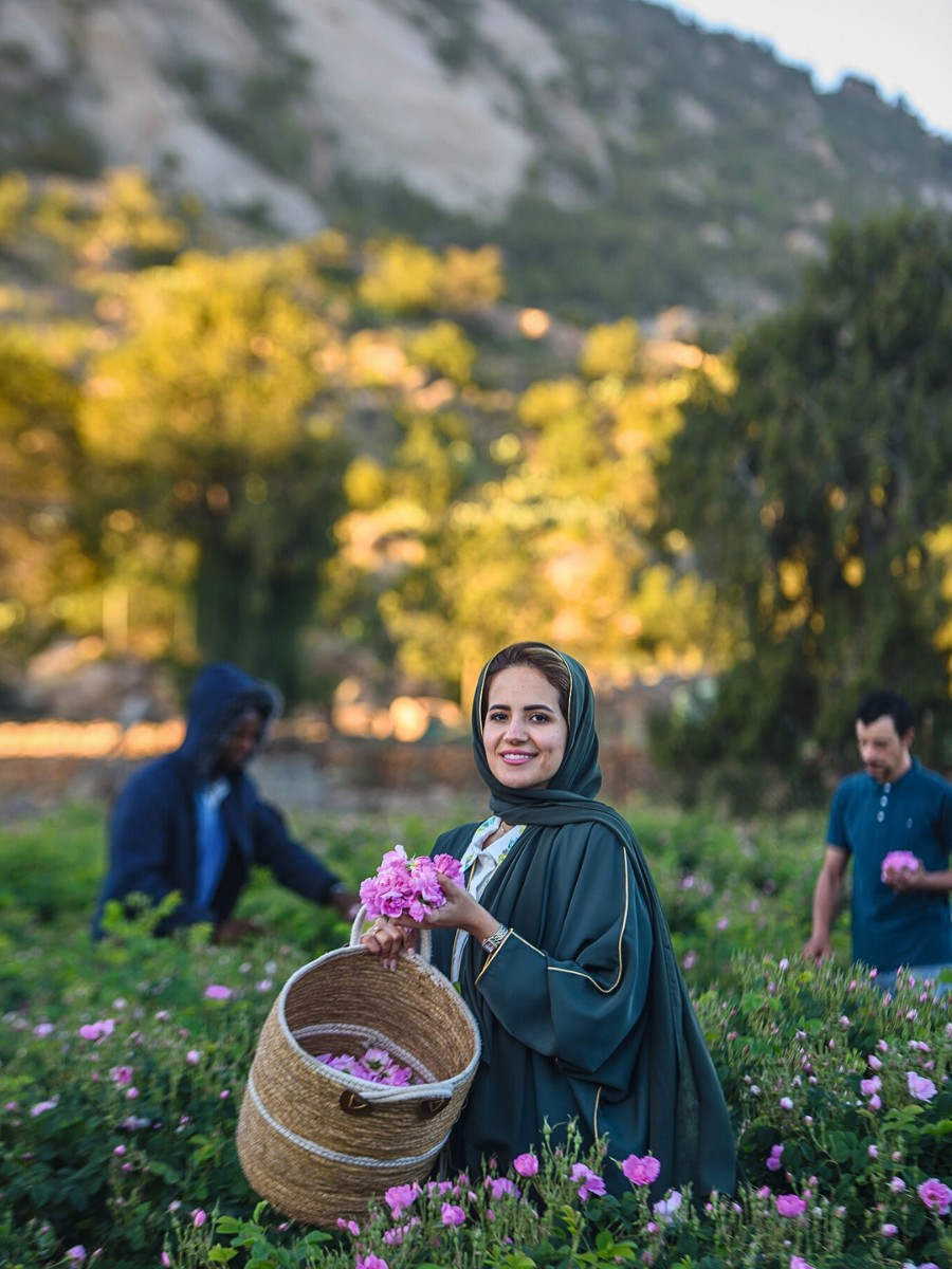 Taif Rose is not your ordinary rose. It is a 30-petaled Damask rose renowned for its intense, sweet scent, often used in luxury perfumes by brands like Chanel, Givenchy, and Herm&egrave;s. 