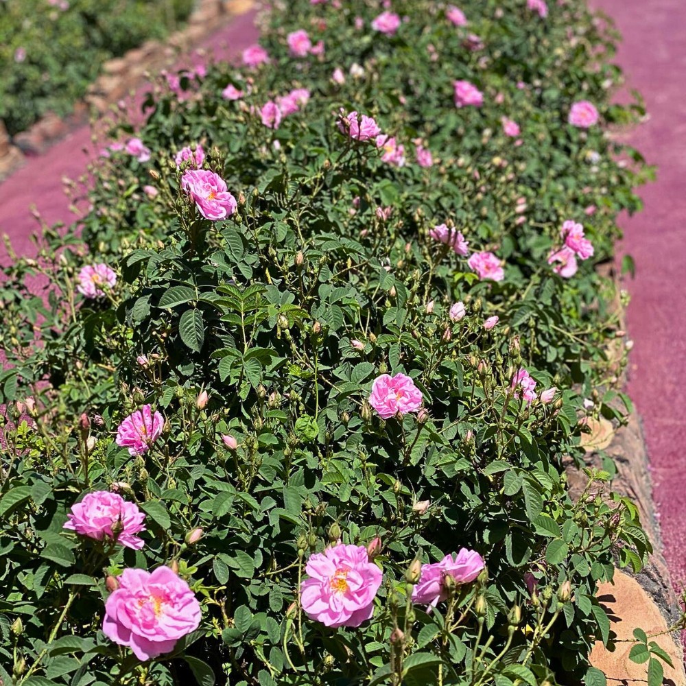 Taif roses also called Rosa damascena trigintipetala