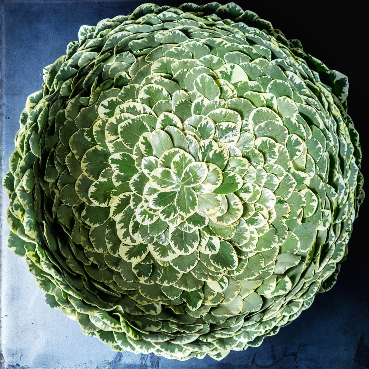 Pittosporum Variegata design by Ben Clevers