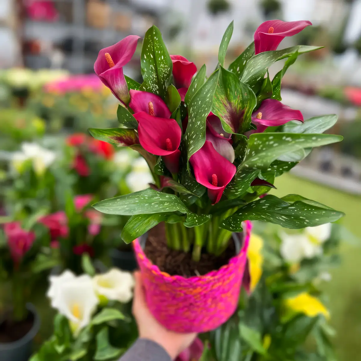 Hot pink pot callas