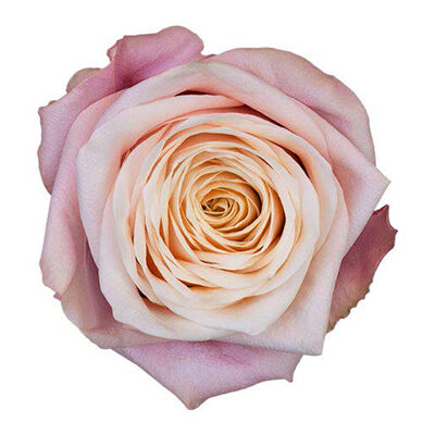 Rose Suplesse Cut flower on Thursd