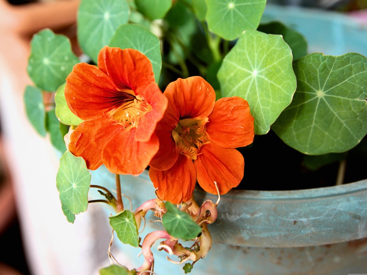 Know About Nasturtium Flowers, Their Planting, Growing, and Care