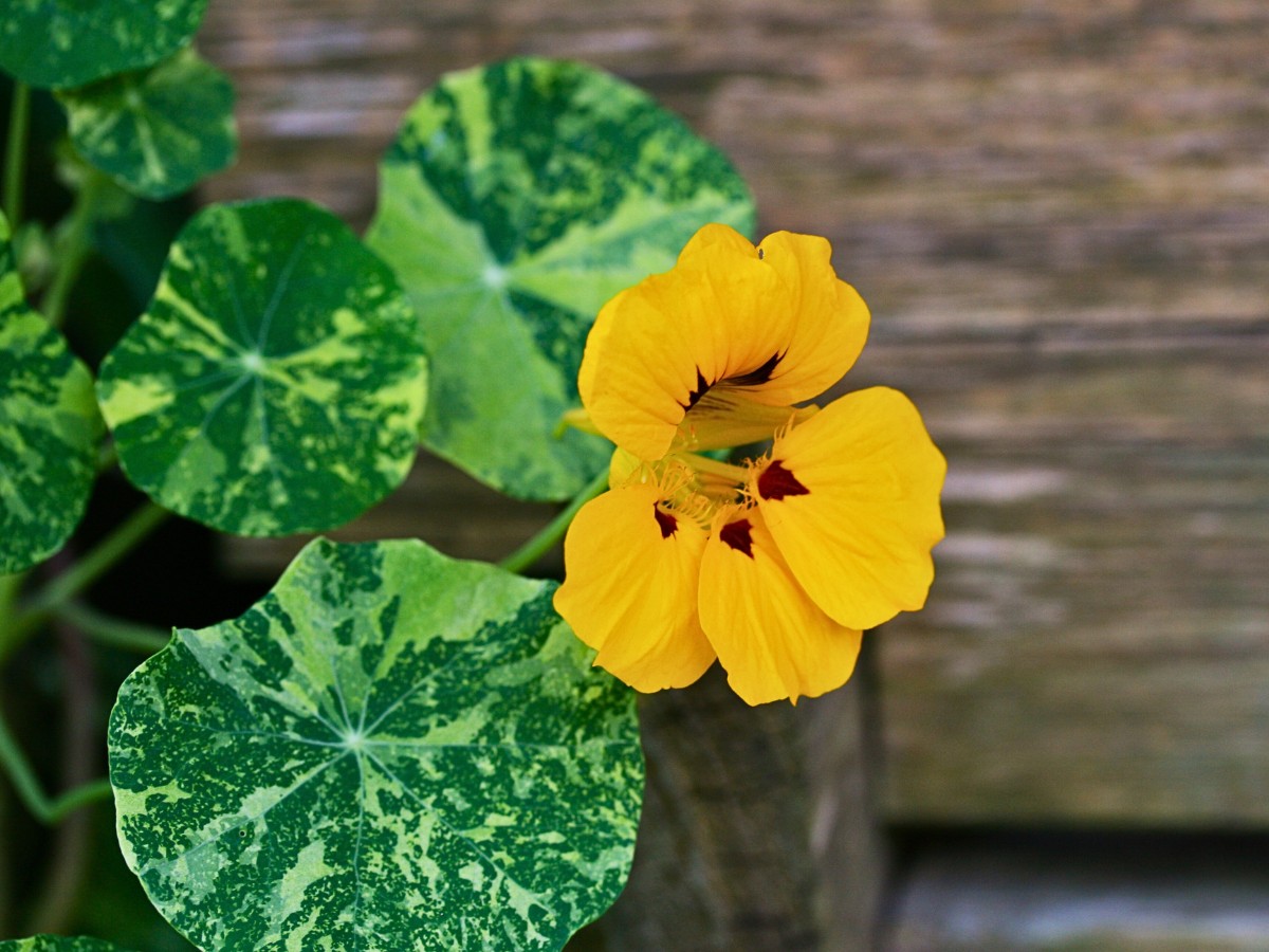 Learning how to plant nasturtium seeds is one of the more satisfying gardening tasks, partly because the seeds are large enough to handle easily and partly because they germinate reliably and quickly.