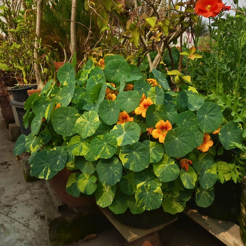 Nasturtium seeds germinate best when the soil is between 13&deg;C and 18&deg;C.