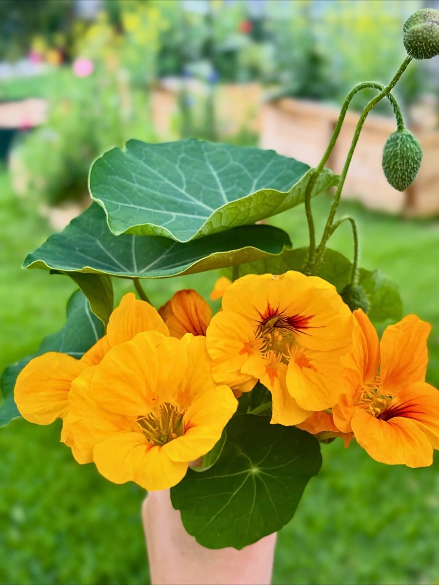 Nasturtium flowers come in a wide range of forms. You will find trailing or climbing varieties that can reach several meters tall and compact mounding types that stay neat and low, perfect for borders or containers. 