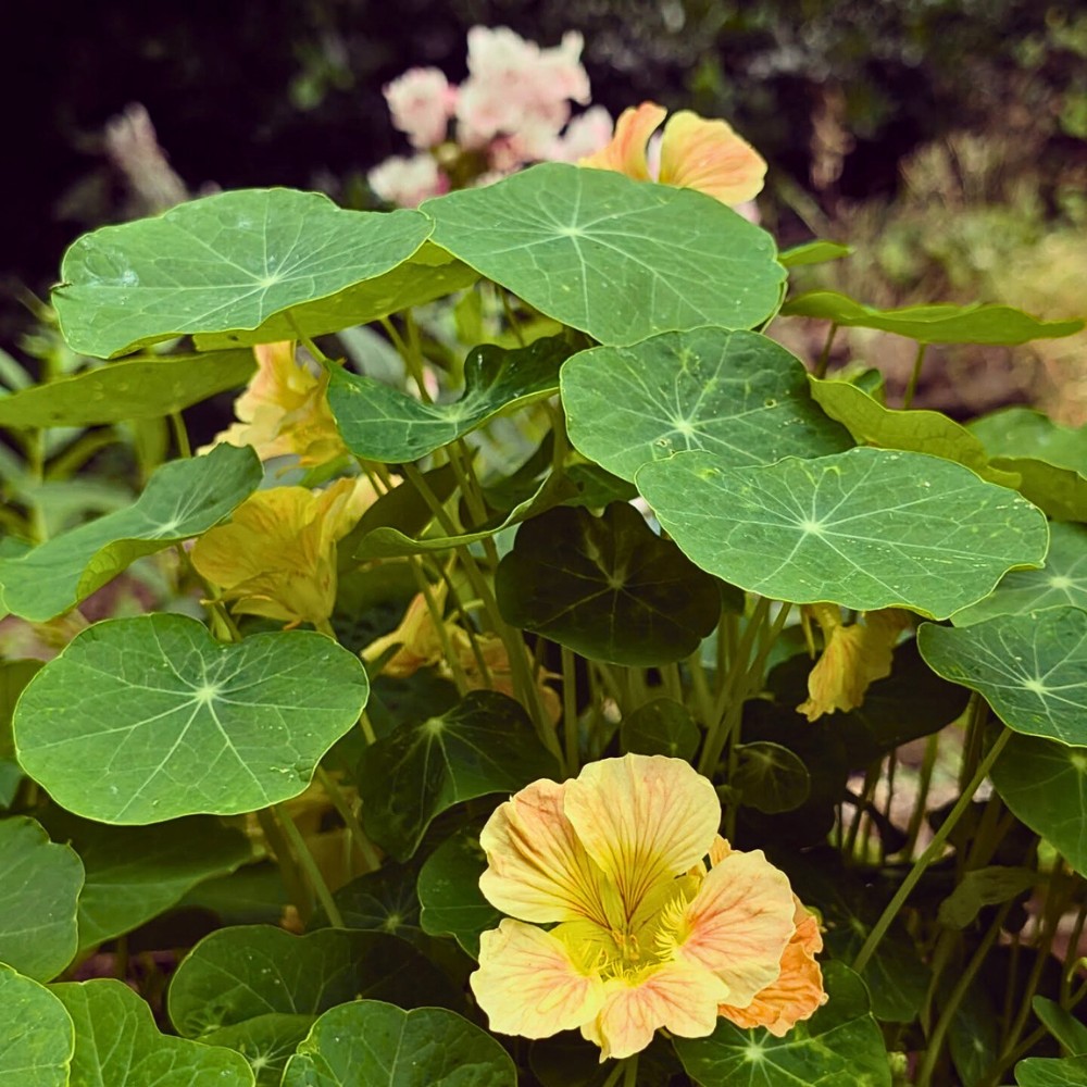 Are Nasturtiums Perennial?