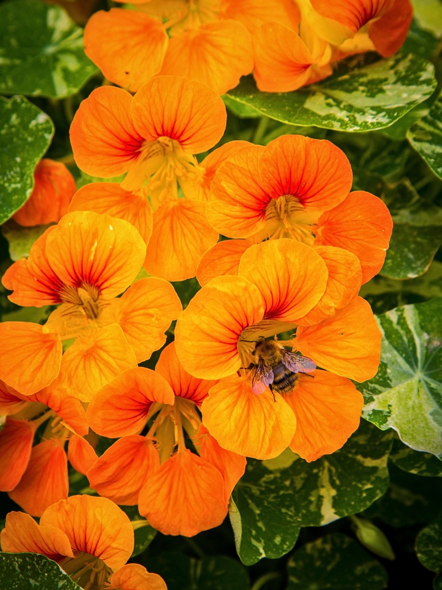 How to Grow Nasturtium Seeds, and When to Plant Nasturtium Seeds