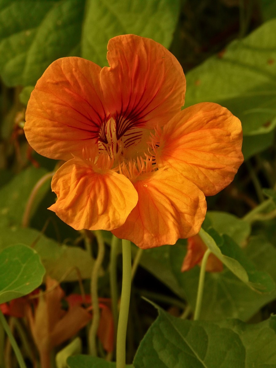 All You&rsquo;d Want to Know About Nasturtium Flowers, Their Planting, Growing, and Care