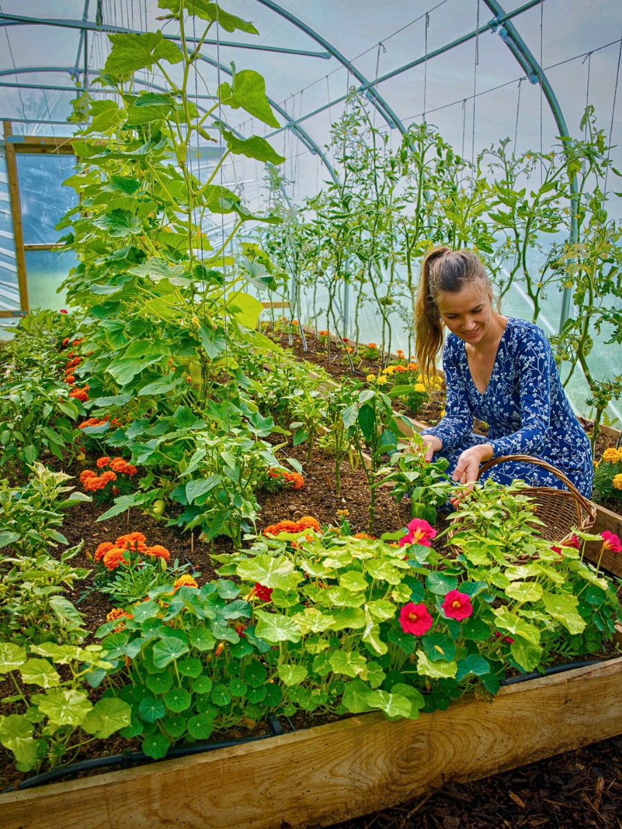 All You&rsquo;d Want to Know About Nasturtium Flowers, Their Planting, Growing, and Care