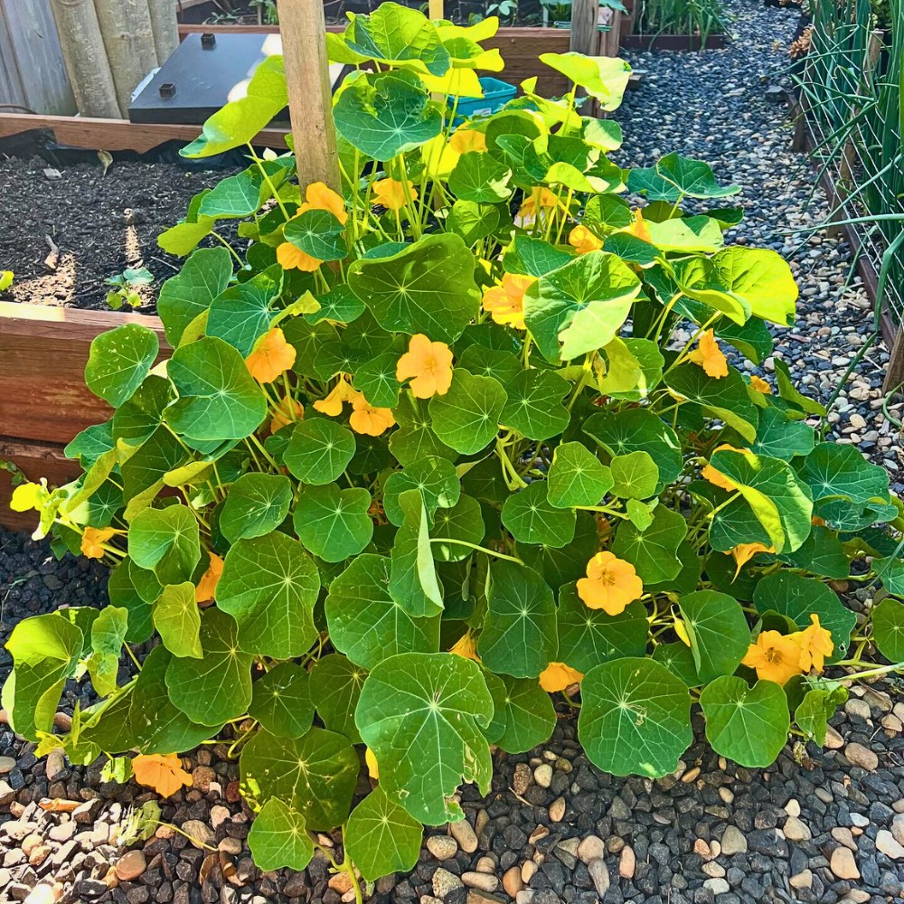 Can I grow nasturtium seeds in pots or window boxes? And how long does it take for the nasturtium seeds to germinate?