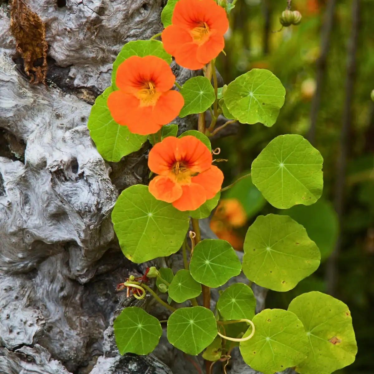 Nasturtium Flowers: How to Plant Nasturtium Flower Seeds