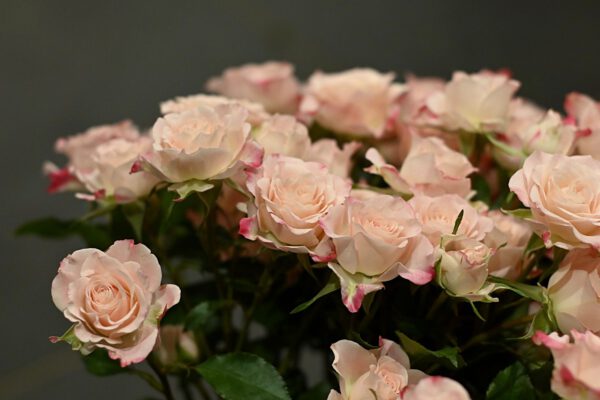 For the Love of a Rose, the Florist Is the Servant of a Thousand Thorns - Article on Thursd (2)