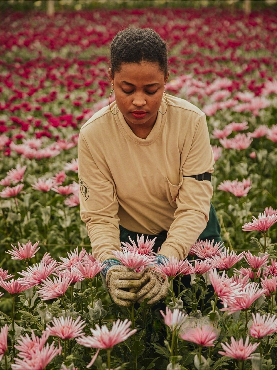 Florverde Sustainable Flowers&reg; allows Colombian growers to guard their place in premium markets through verified production standards in line with international frameworks.