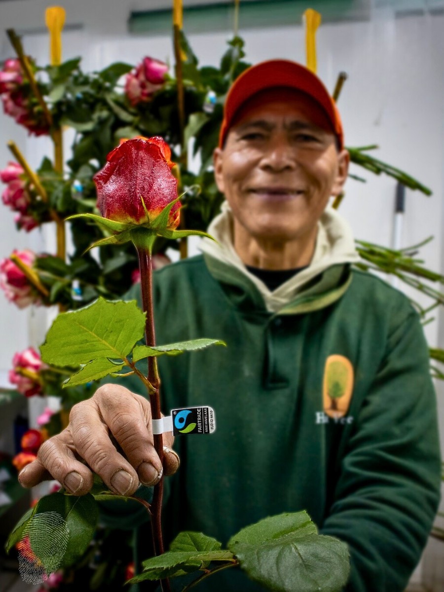 What Is Florverde Sustainable Flowers?