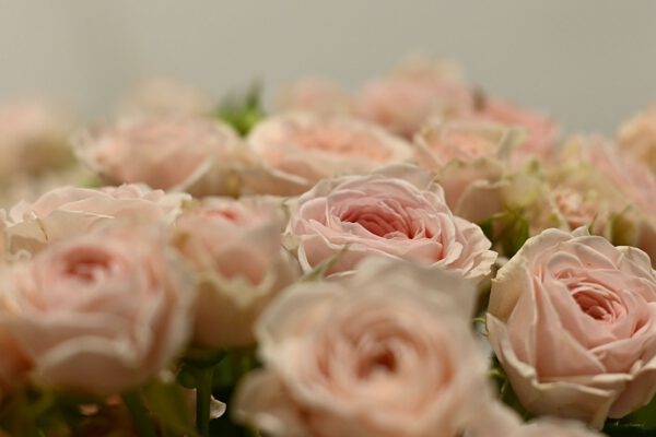 For the Love of a Rose, the Florist Is the Servant of a Thousand Thorns - Article on Thursd (6)