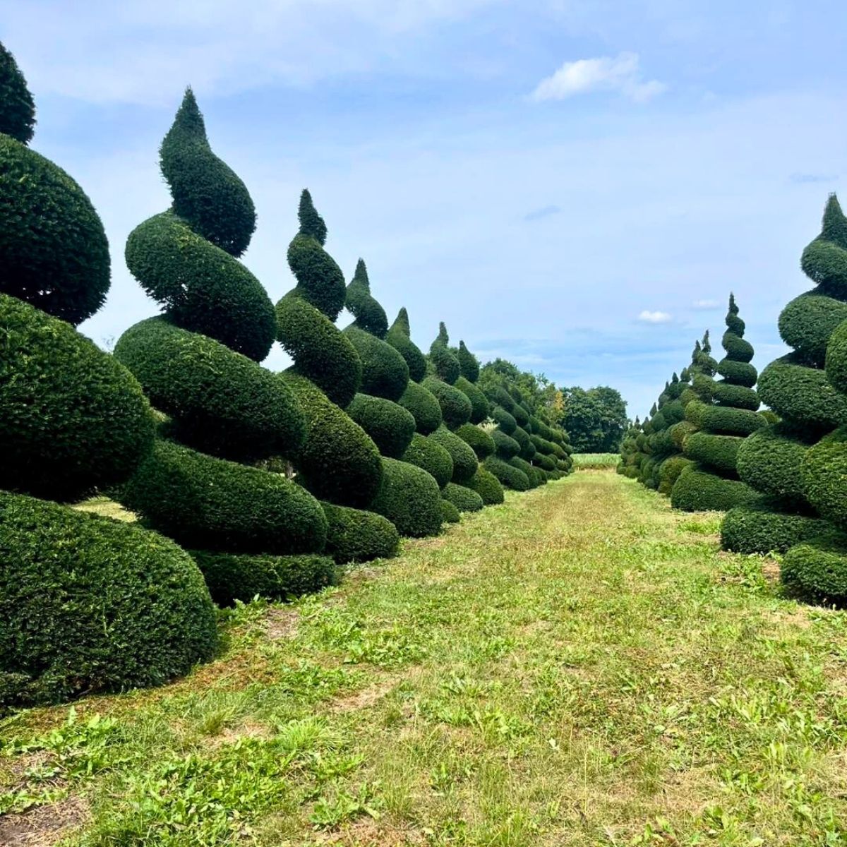 Mentens Tree Nursery With Beautiful Shapes