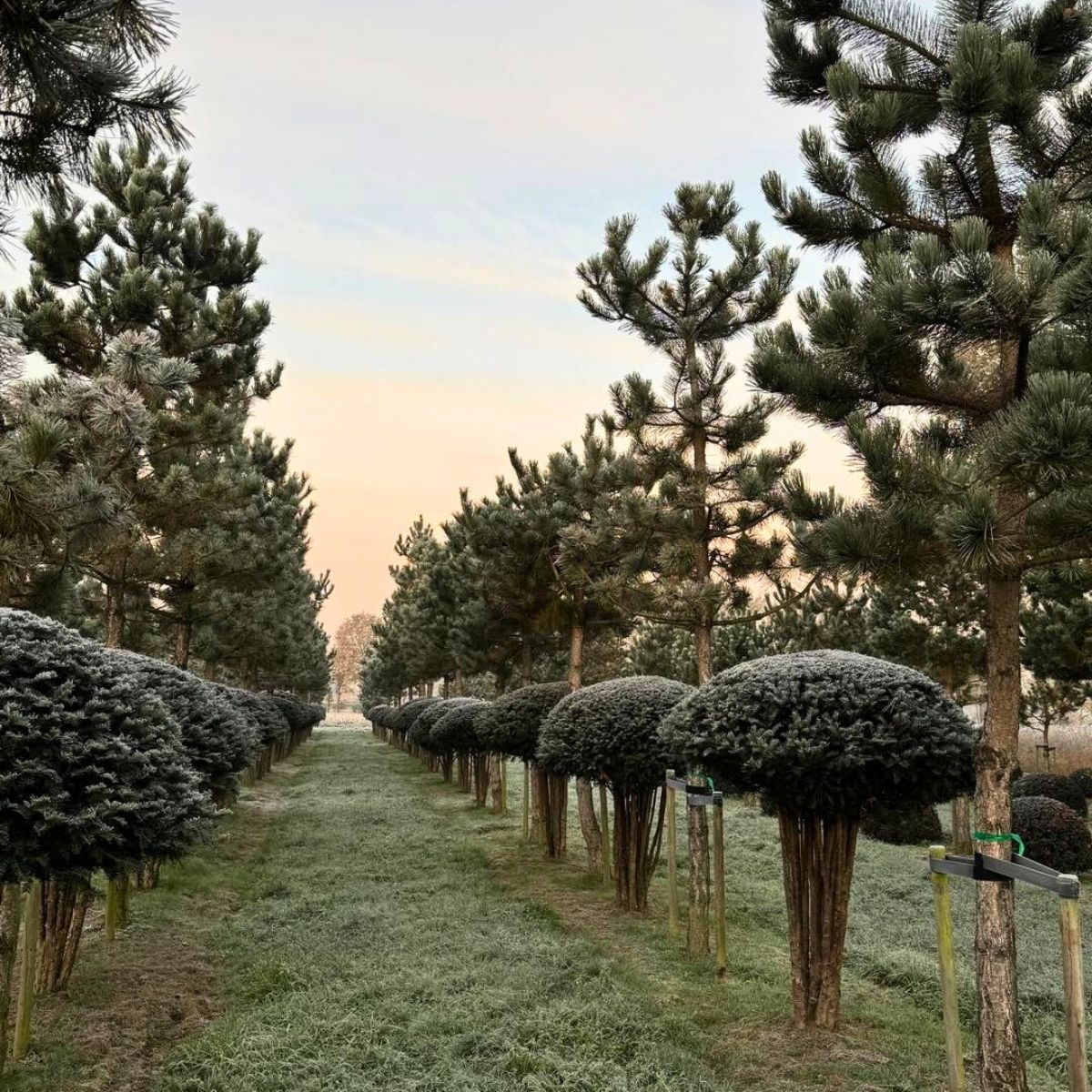 Mentens Tree Nursery in Winter