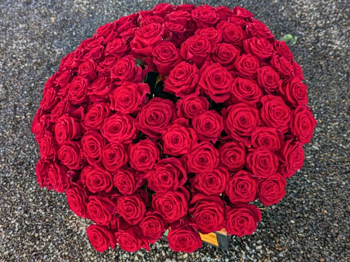 Rose Red Love is the sort of variety that florists can trust to arrive in good condition and still perform well in the vase.