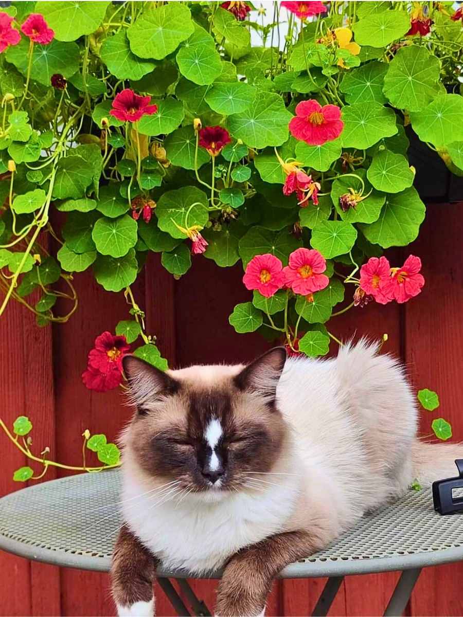 Can I grow nasturtium seeds in pots or window boxes? And how long does it take for the nasturtium seeds to germinate?
