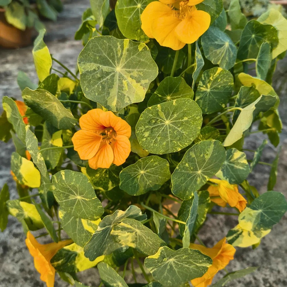 Nasturtium seeds germinate best when the soil is between 13&deg;C and 18&deg;C.