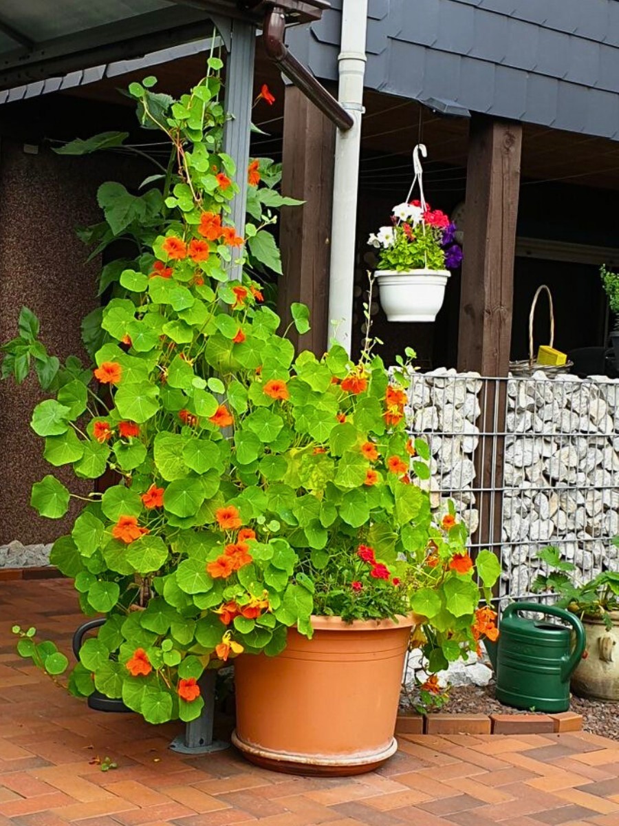 What Is the Step-By-Step Guide to How to Plant Nasturtium Seeds?