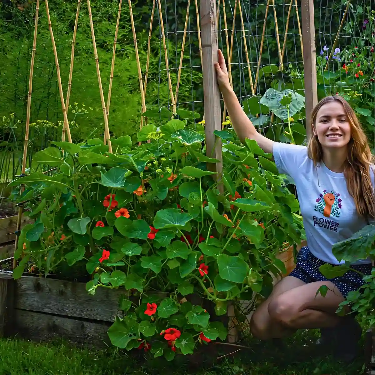 Nasturtium Flowers: How to Plant Nasturtium Flower Seeds