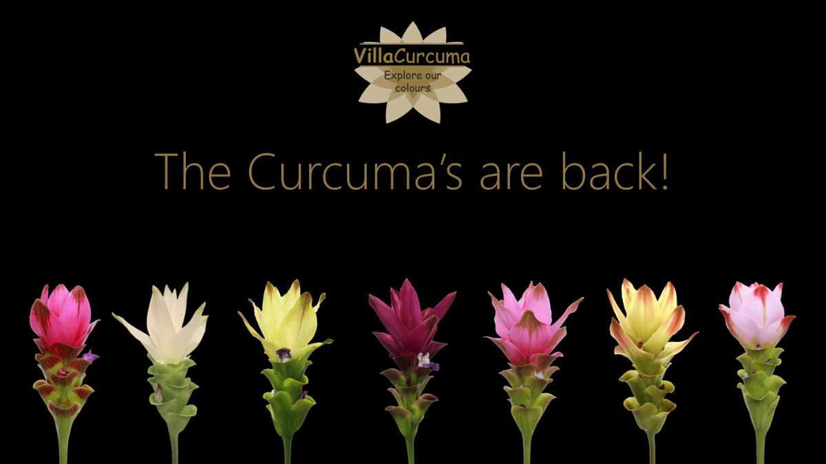 Villa Curcuma with Curcuma