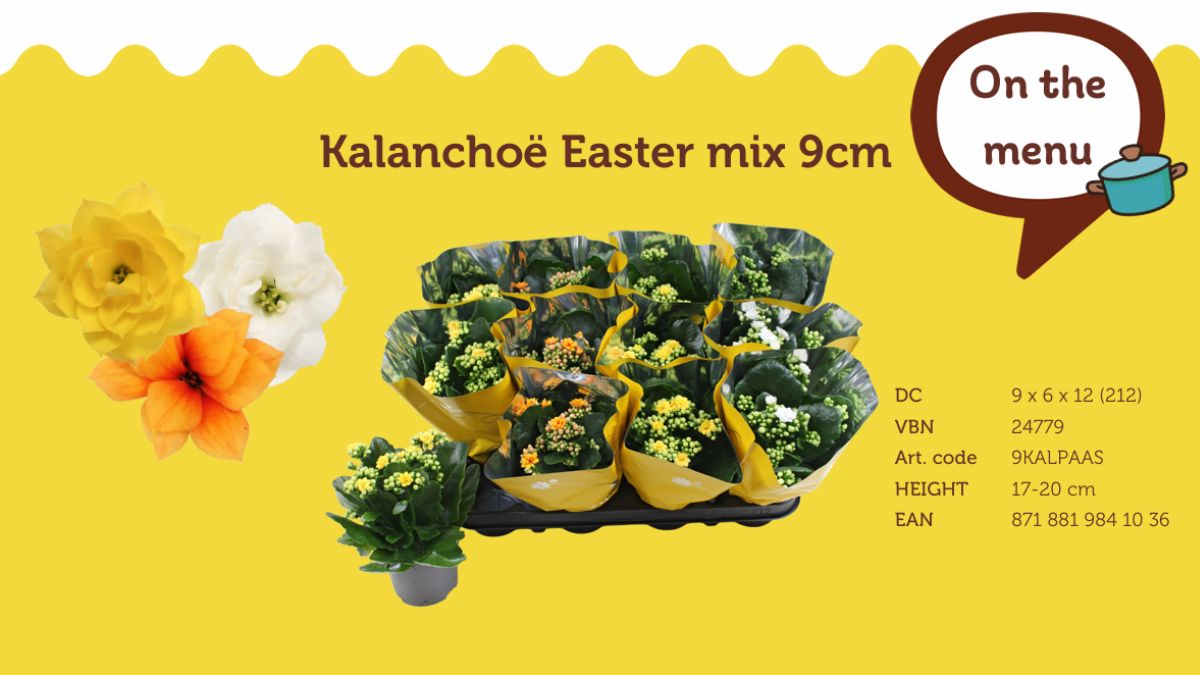 Kalanchoe Easter Mix by SVco