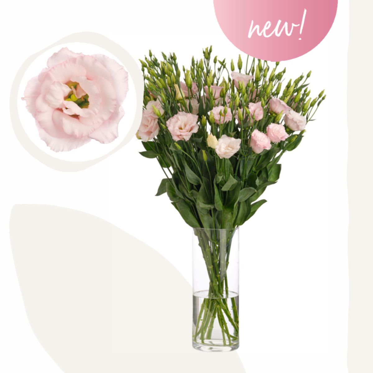 Lisanne Soft Pink by Lugt Lisianthus