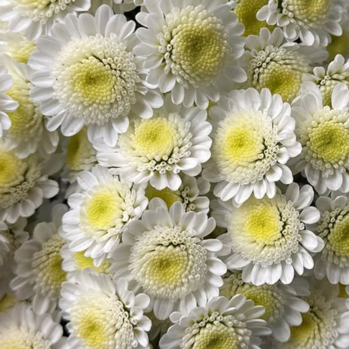 Stallion Chrysanthemum by Voort Chrysanten from dummenorangeeu