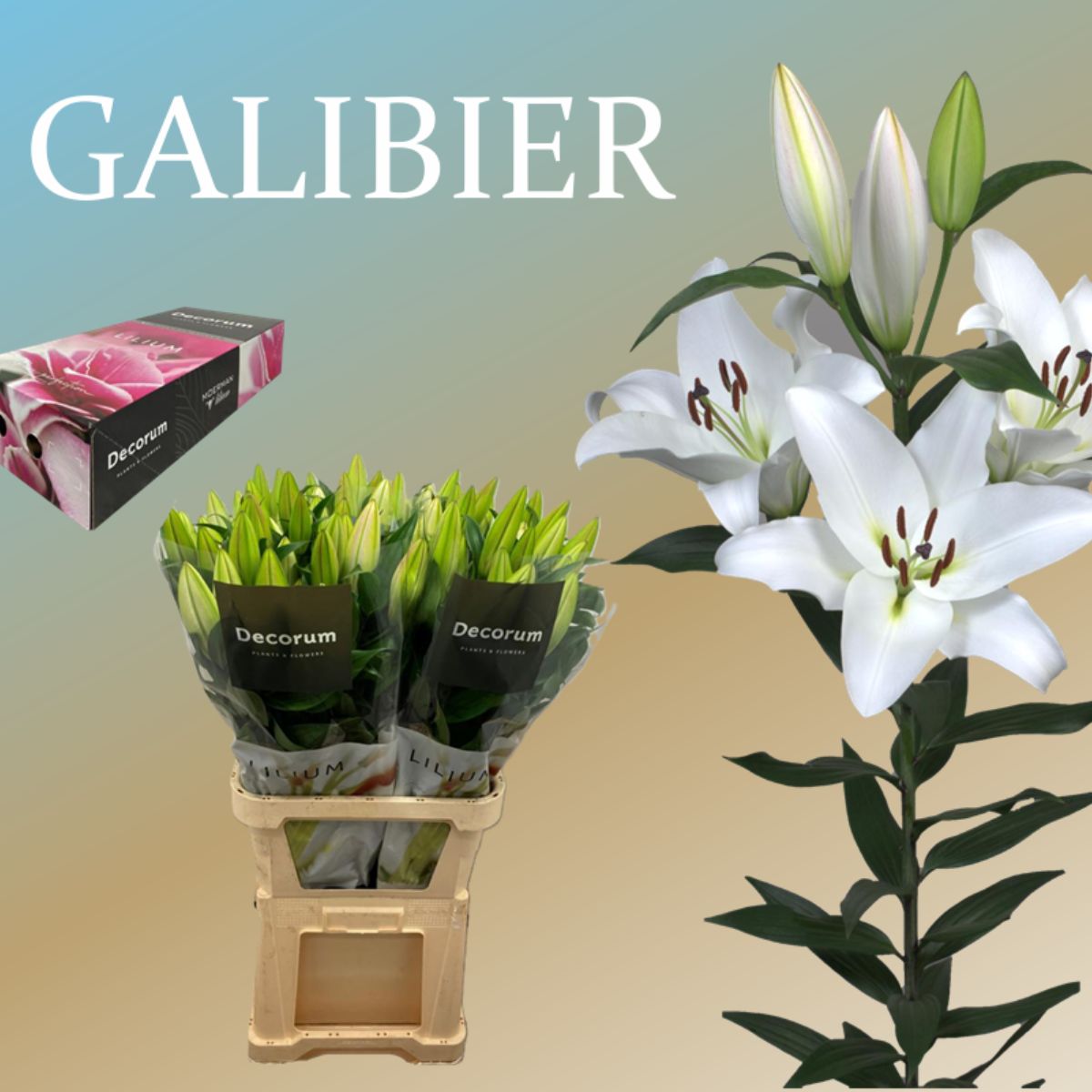 Lilium Galibier in Decorum by Moerman Lilium