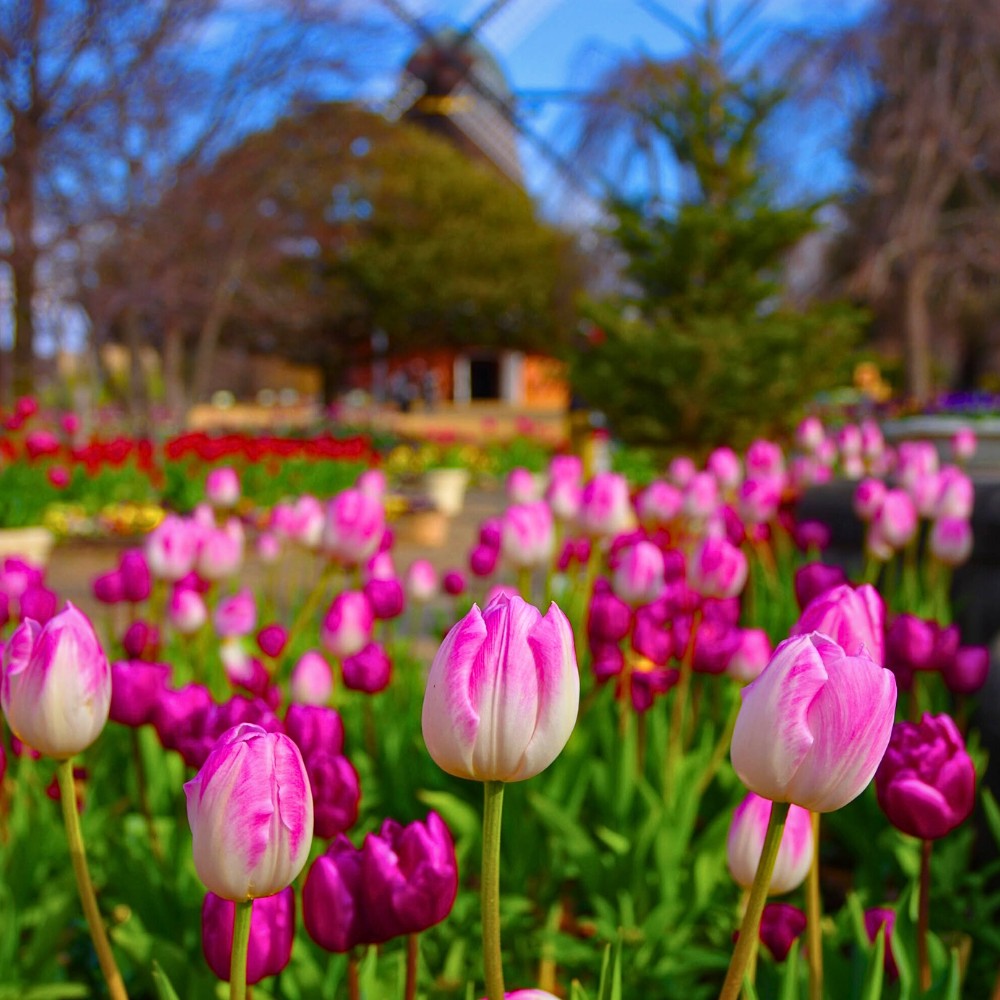 How Does Tulip Breeding Work, From First Cross to a Named Variety?