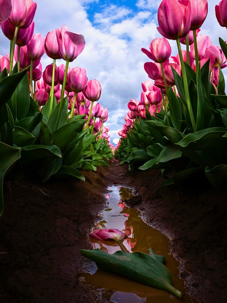The breeding of tulips starts in a breeder's mind.