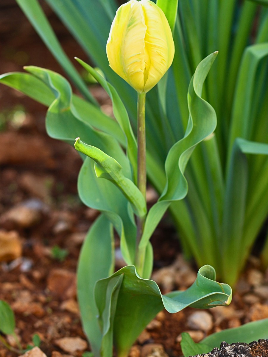 How Does Tulip Breeding Work, From First Cross to a Named Variety?