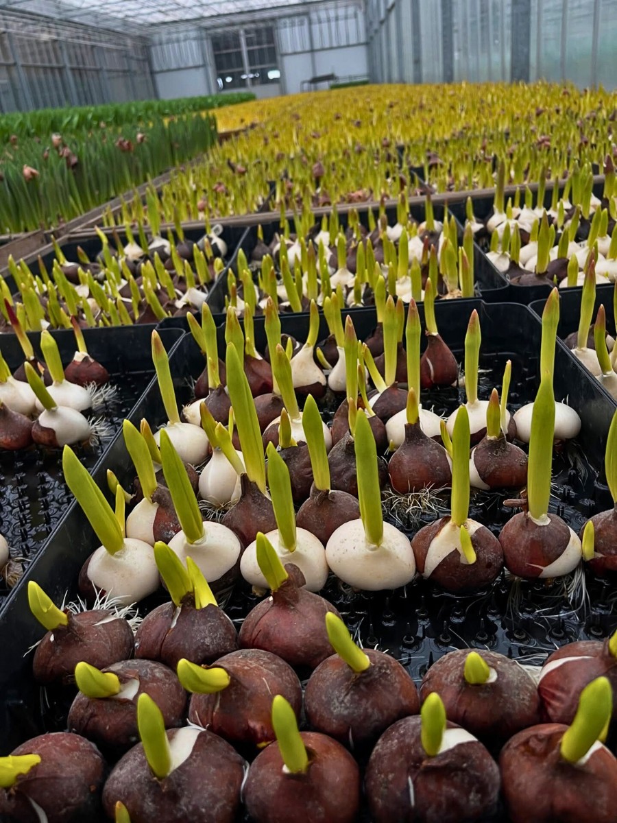 How Does Tulip Breeding Work, From First Cross to a Named Variety?