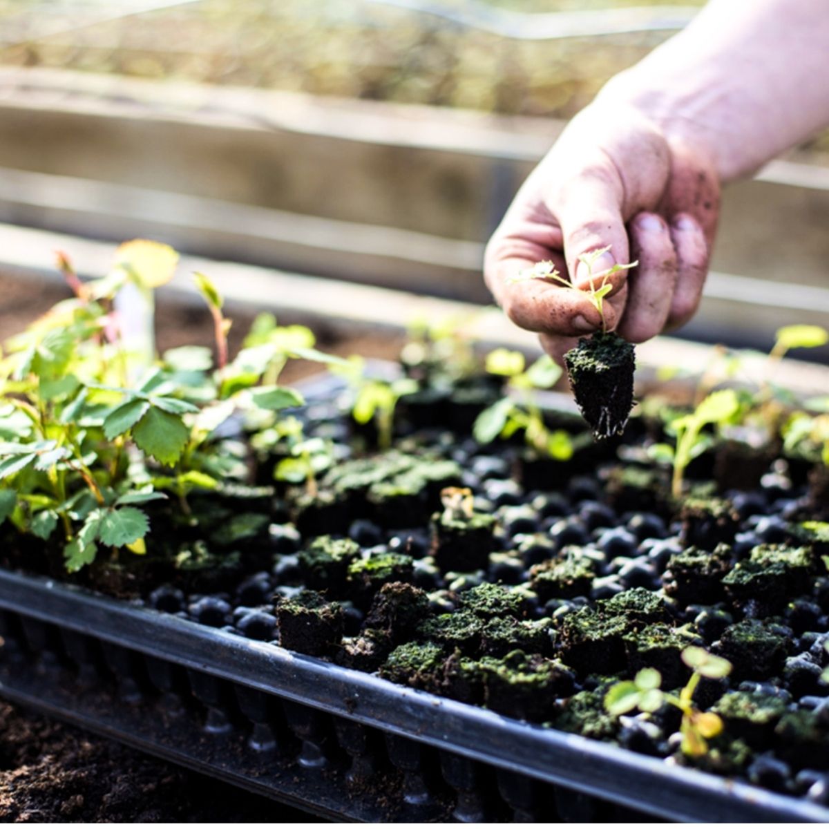 100 years David C.H. Austin