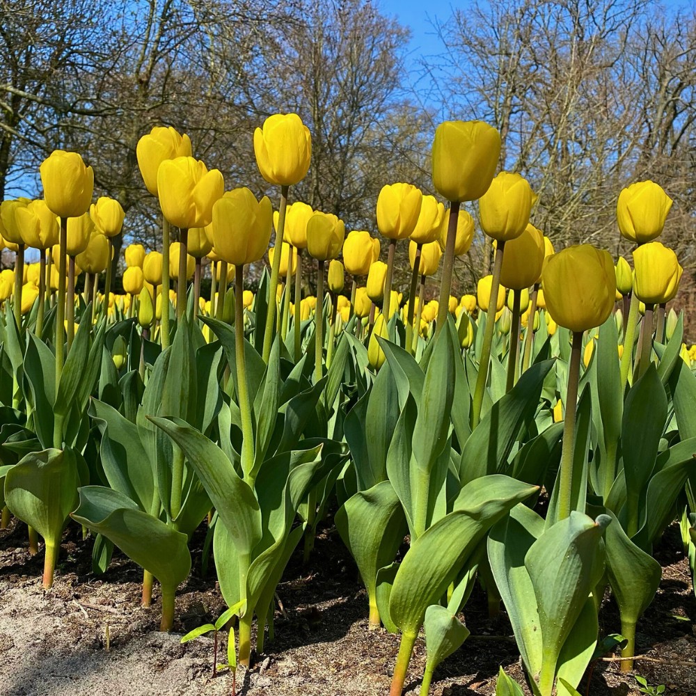 How Does Tulip Breeding Work, From First Cross to a Named Variety?