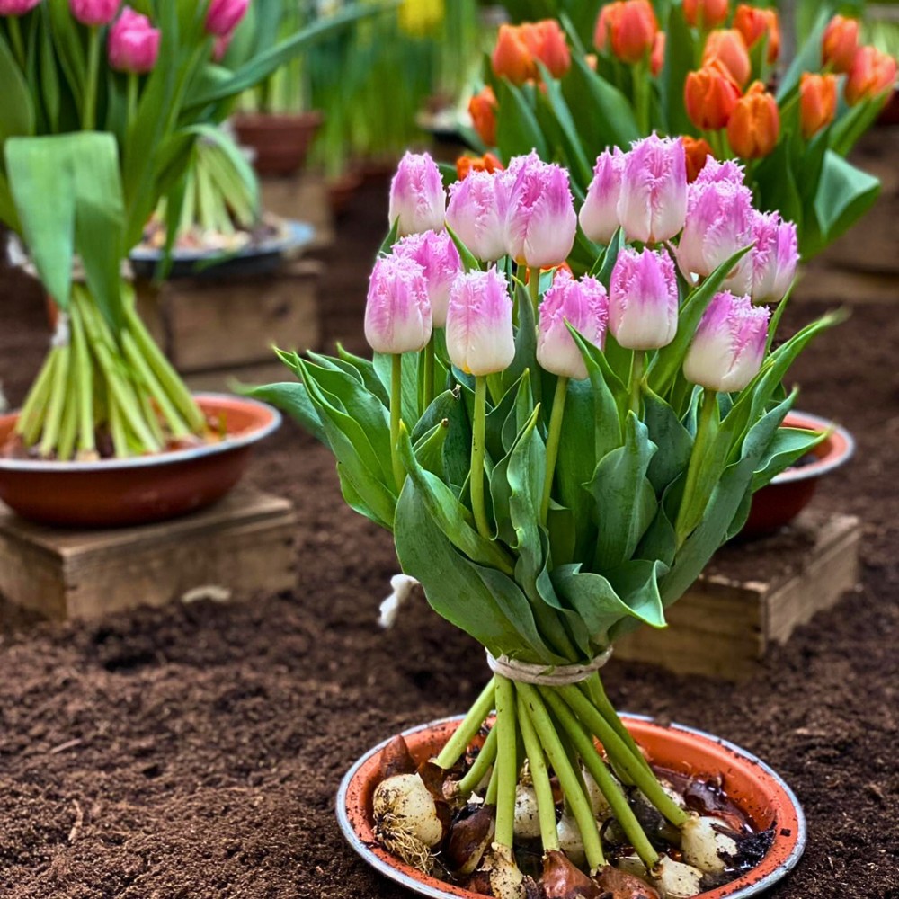 How Does Tulip Breeding Work